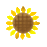 sunflower1